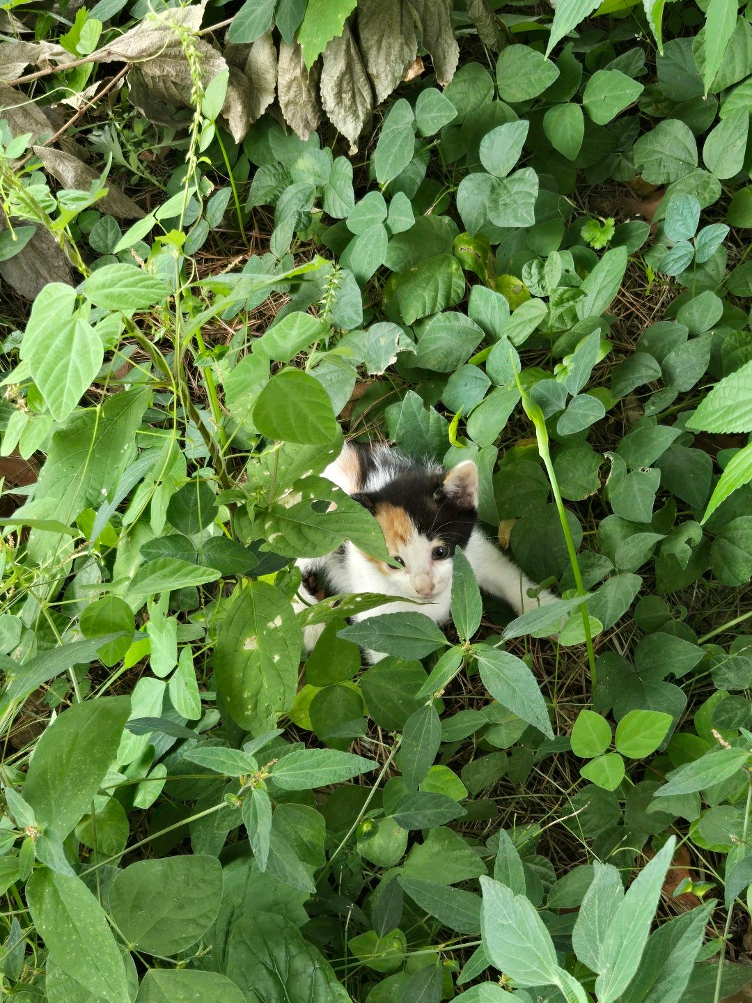 Post image 2